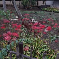ちっちゃい秋見つけませんか？🍂 - 友達