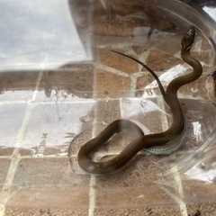ヒバカリ(🐍蛇)の画像