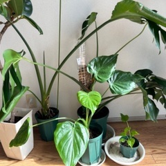 観葉植物5点