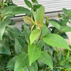 よく伸びる植物
の画像
