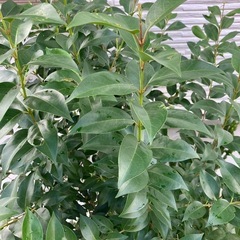 よく伸びる植物
の画像