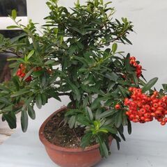 実つき常磐山査子盆栽。