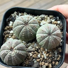 ユーフォルビア　オベサ　実生