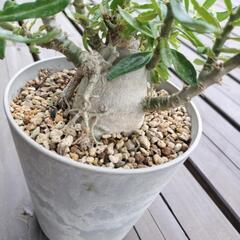 パキポディウム　サキュレンタム　塊根植物の画像