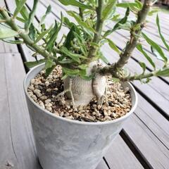 パキポディウム　サキュレンタム　塊根植物の画像