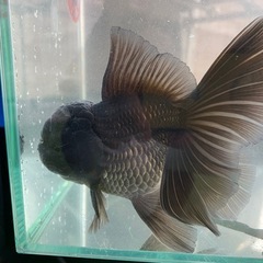 オランダ　ローズテール　金魚