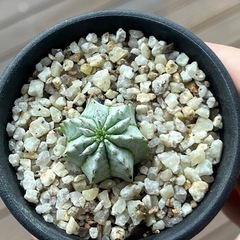 ユーフォルビア　白肌ホリダ