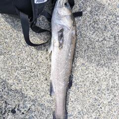再投稿！茨城県釣り!!  釣り🎣 ☆セイゴ、ハゼ釣り☆  涸沼・涸沼川 - 小山市