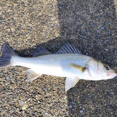再投稿！茨城県釣り!!  釣り🎣 ☆セイゴ、ハゼ釣り☆  涸沼・涸沼川 - 友達