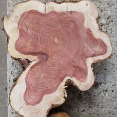 ■(完売) :希少 丸太・杉(スギ) ・・・オブジェ  /   もみじ饅頭の画像