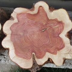 ■(完売) :希少 丸太・杉(スギ) ・・・オブジェ  /   もみじ饅頭の画像