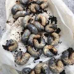 カブトムシの幼虫
