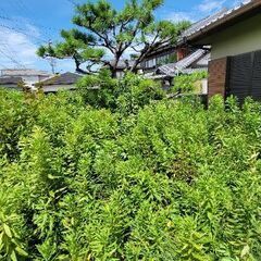 阪南市の庭の木のカット等 - 泉南郡