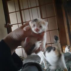赤ちゃん子猫保護しました