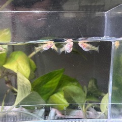 訳あり　グッピー幼魚☆国産RREAアクアマリンネオンテール(トパーズ)メスのみ7匹の画像