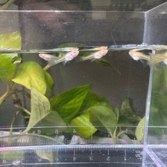訳あり　グッピー幼魚☆国産RREAアクアマリンネオンテール(トパーズ)メスのみ7匹の画像