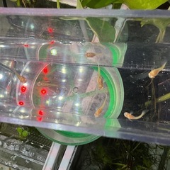 訳あり　グッピー幼魚☆国産RREAアクアマリンネオンテール(トパーズ)メスのみ7匹の画像