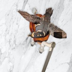 シノリガモの剥製　鴨　鳩の画像