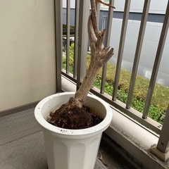 鉢カバー(10号鉢用)※条件次第で無料の画像