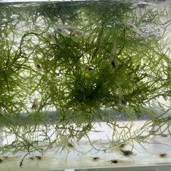 お取引頂きました。小さいエビ水草20匹無くなり次第終了の画像