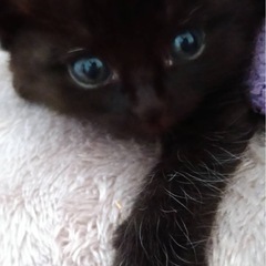 黒い子猫🐱
