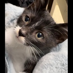ブラックスモークな甘えん坊白黒くん