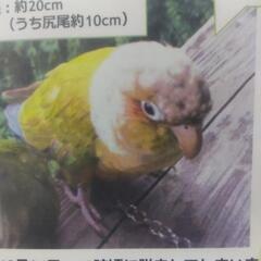 ウロコインコを探してます。 - 横須賀市