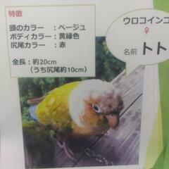 ウロコインコを探してます。 - 手伝って/助けて