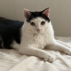 トトロ尻尾も可愛い♪猫にも人にも温厚なにいたくん☆彡 - 里親募集