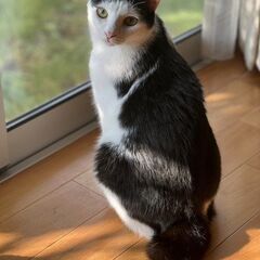 トトロ尻尾も可愛い♪猫にも人にも温厚なにいたくん☆彡