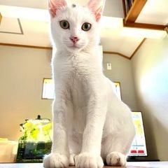 ☆甘えん坊の白猫男の子☆