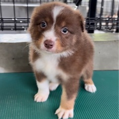 犬舎スタッフ急募！(多少の力仕事あり)