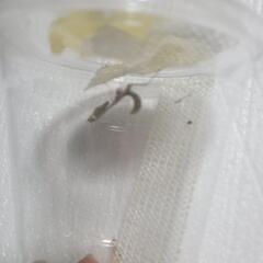 ヒシムネカレハカマキリ　3~4令幼虫