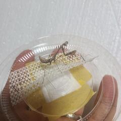 ヒシムネカレハカマキリ　3~4令幼虫の画像
