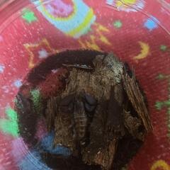 ヤエヤマサソリ　　の画像