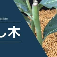 ブルーベリー　葡萄　さし木譲ってください
