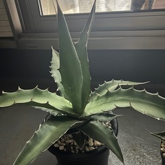 キシロナカンサAの画像