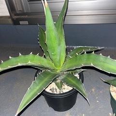 キシロナカンサAの画像