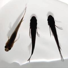 サタン・稚魚5匹〜メダカめだか