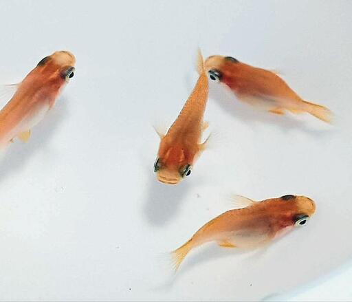 楊貴妃ダルマ・稚魚3匹〜メダカめだか