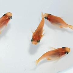 楊貴妃ダルマ・稚魚3匹〜メダカめだか