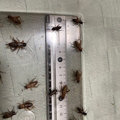 静岡県の爬虫類の中古が安い！激安で譲ります・無料であげます