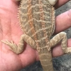 フトアゴ