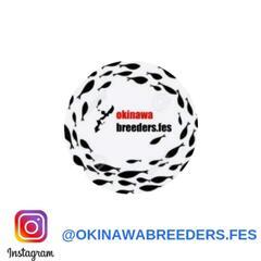 【雄雌指定ok】●フルゴールドパラダイスフィッシュ　闘魚　発送ok🎁の画像