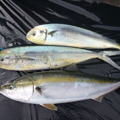 今日は鯛が爆釣、。陸からよりも確実に釣れるリヨービ　免許不用2馬力エンジン付きボートの画像