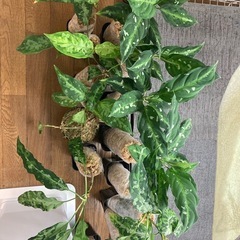 植物交換可能　アグラオネマ　ピクタム　１０株
