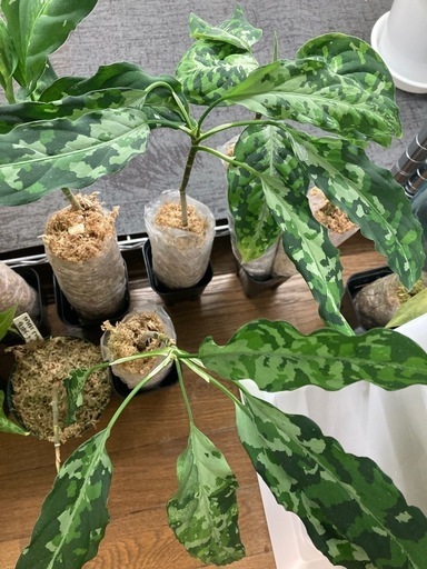 植物交換可能　アグラオネマ　ピクタム　１０株