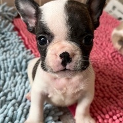☆フレンチブルドッグ子犬☆