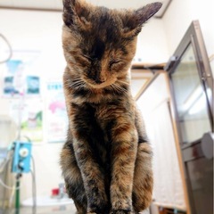 マーブルカラーの甘え上手なかわいいサビ猫ちゃん。6ヶ月。 - 猫
