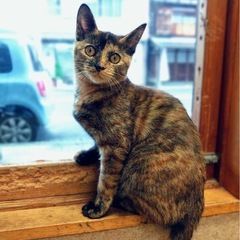 マーブルカラーの甘え上手なかわいいサビ猫ちゃん。6ヶ月。 - 五泉市